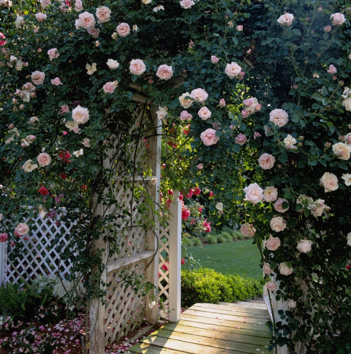 casa y jardin, hermosa bóveda de rosas color rosa, flores trepadoras, cerco de madera blanco en rombos, sendero de madera