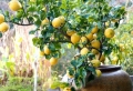 Un jardín con maceteros grandes – decoración y mantenimiento