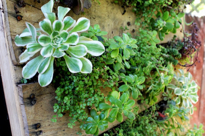 bonitos y prácticos proyectos DIY con materiales reciclados, jardin vertical con palets con plantas suculentas 