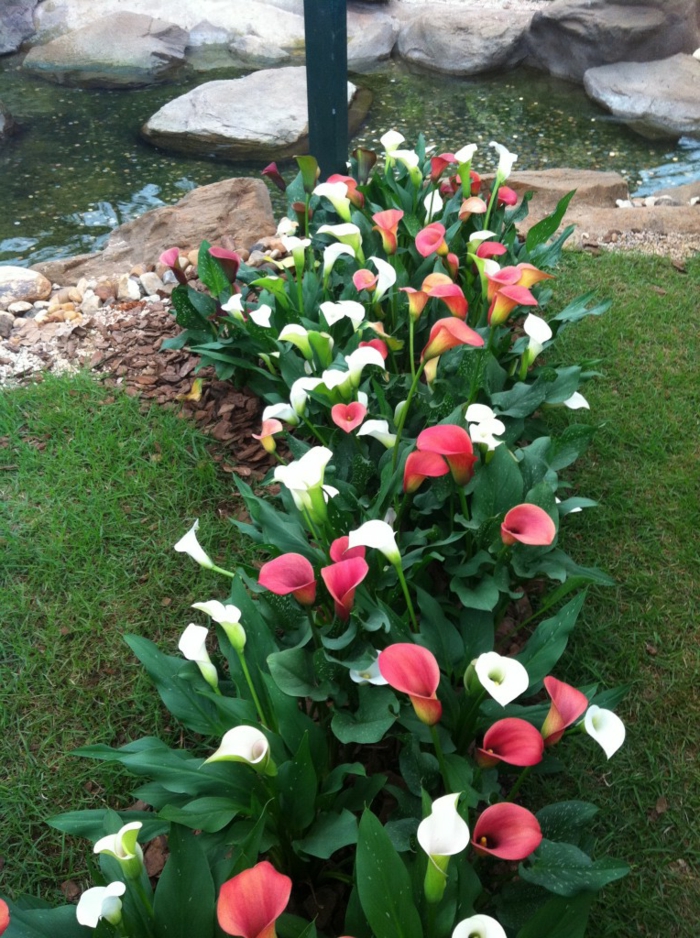 jardines rústicos , decoración con flores blancas y rojas, callas en el césped de casa