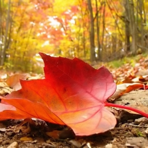¡Paisajes de otoño en más de 100 imagenes de ensueño!