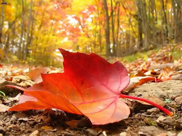paisajes de otoño, hoja grande de color rojo en el suelo con las hojas caidas, bosque alrededor