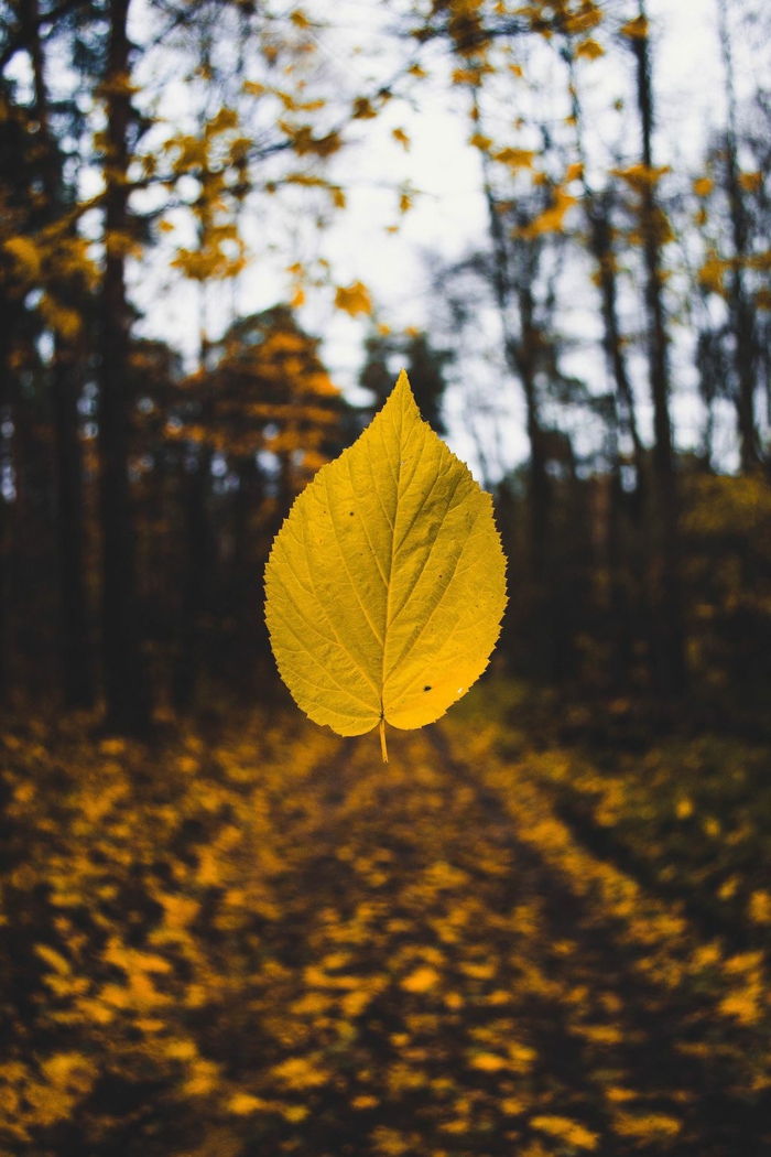 imagenes de otoño con el suelo lleno de hojas amarillas con una hoja en el fondo borroso de arboles