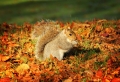 ¡Paisajes de otoño en más de 100 imagenes de ensueño!