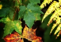 ¡Paisajes de otoño en más de 100 imagenes de ensueño!