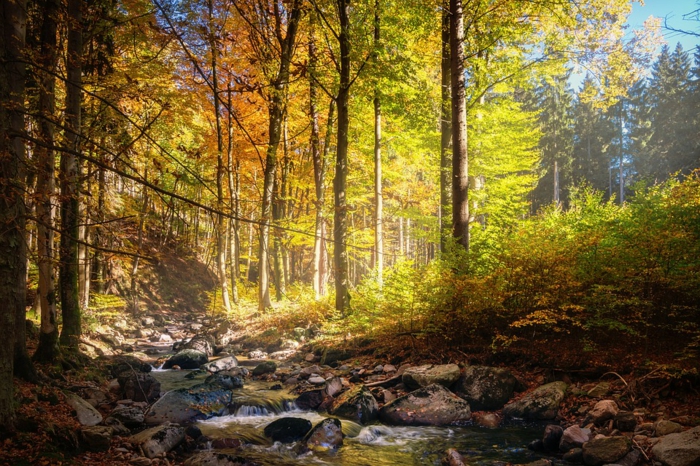 fotos de otoño gratis, bosque de ensueño con el rio atravesandole, piedras en el agua