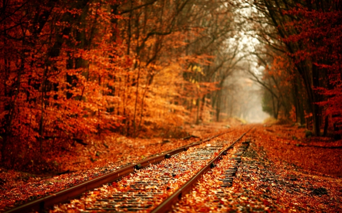 fotos de otoño gratis, en la tranvia del tren atravesando el bosque con hojas caidas al suelo rojas