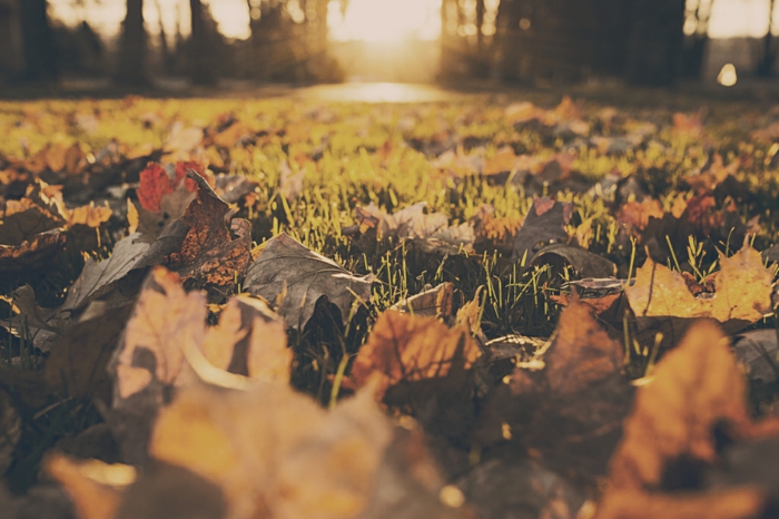 fotos de otoño gratis, hojas secas de otoño en el césped con el fondo del sol brillando y los arboles alrededor
