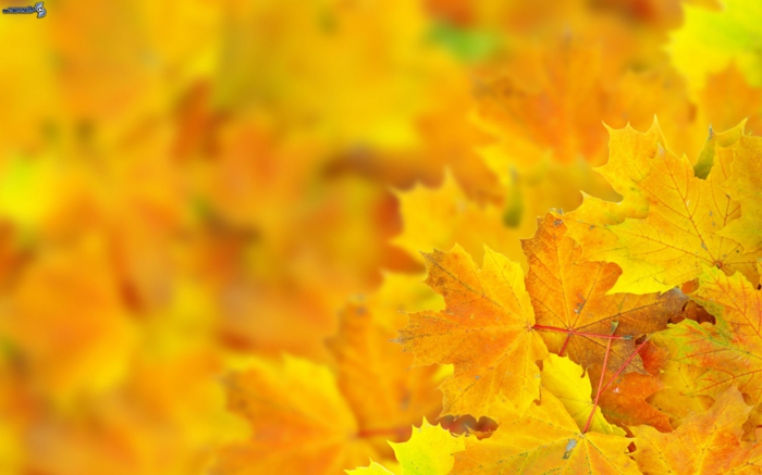 fotos de otoño gratis, hojas amarillas con fondo borroso y hojas enfocadas enfrente