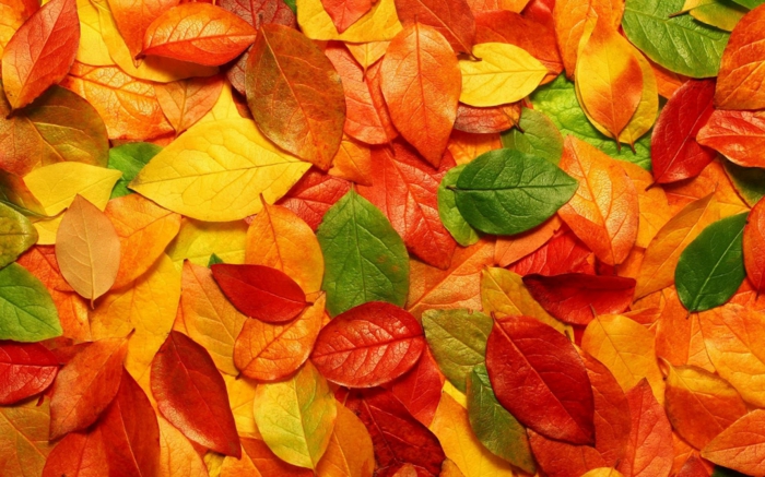 fotos de otoño gratis, hojas de color verde, amarillo, naranja y rojo esparcidas por el suelo