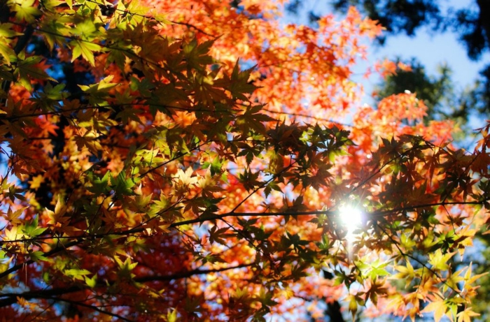 fotos de otoño gratis, arbol de otoño con hojas de diferentes colores con el cielo de fondo y el sol
