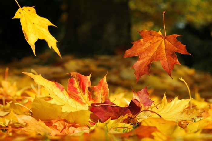 fotos de otoño gratis, con las hojas de diferentes colores esparcidas por el suelo del bosque