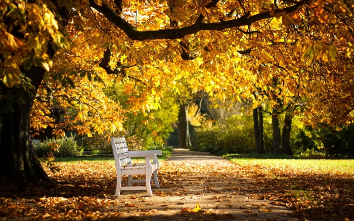 imagenes de otoño, banco blanco en medio del parque con lo arboles encima de el y las hojas esparcidas