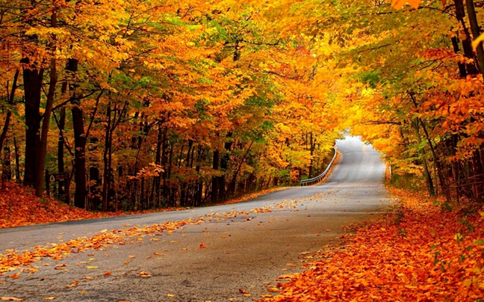 imagenes de otoño, carretera con hojas esparcidas por el suelo de diferentes colores, arboles alrededor