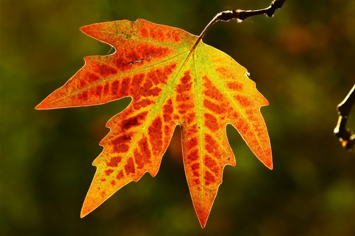 imagenes de otoño, hoja de color rojo colgando de la rama de color rojo, amarillo y naranja