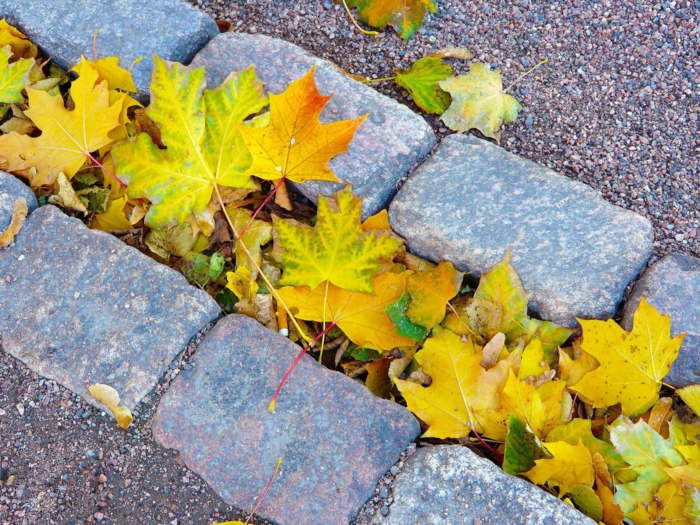 imagenes de otoño, hojas amarillas esparcidas por el suelo lleno de arena y piedras grandes