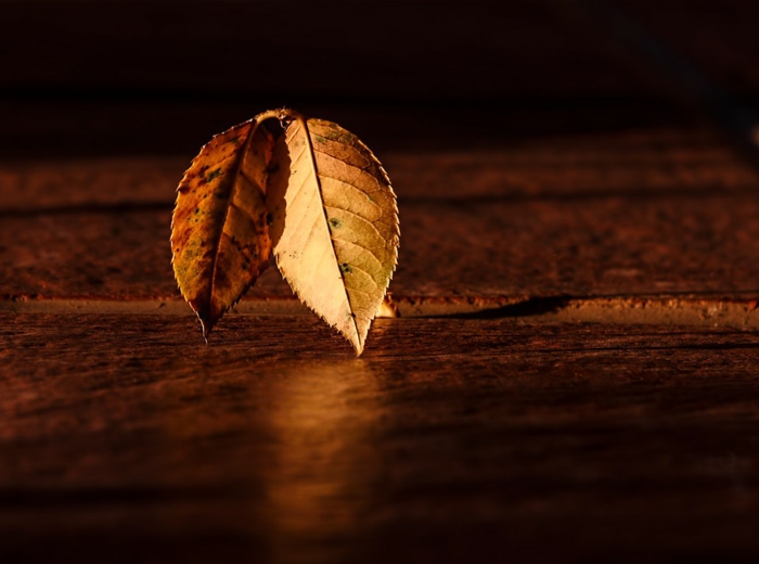 imagenes de otoño, os hojas en una superficie de madera con la luz cayendo sobre ellas