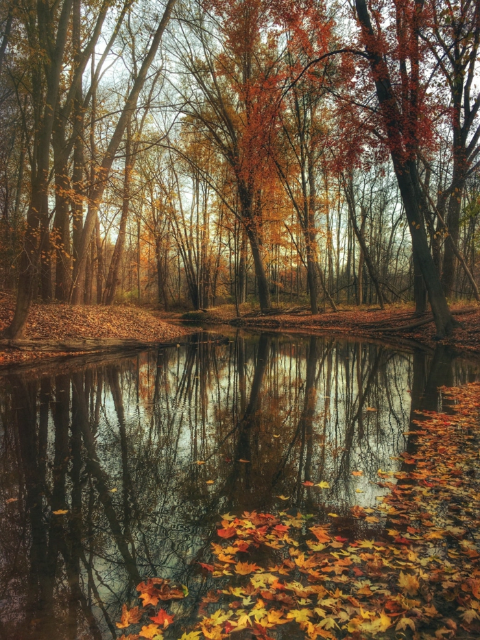 imagenes de otoño, agua del rio con hojas de otoño esparcidas por el suelo y arboles alrededor