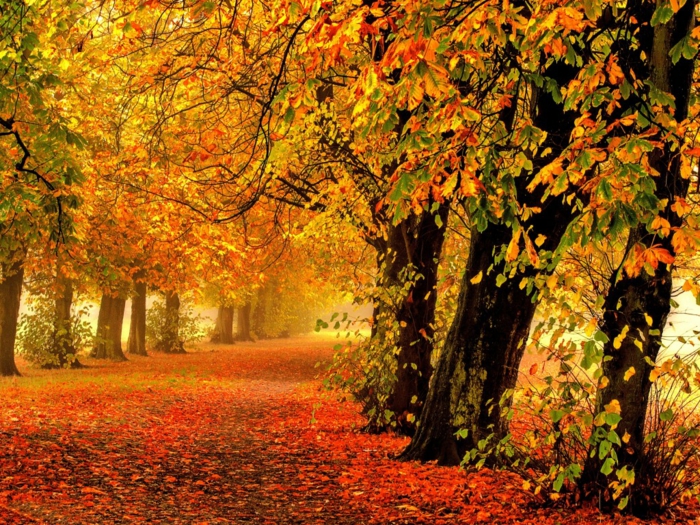 imagenes de paisajes naturales, suelo lleno de hojas rojas con los arboles alrededor rodeando el camino