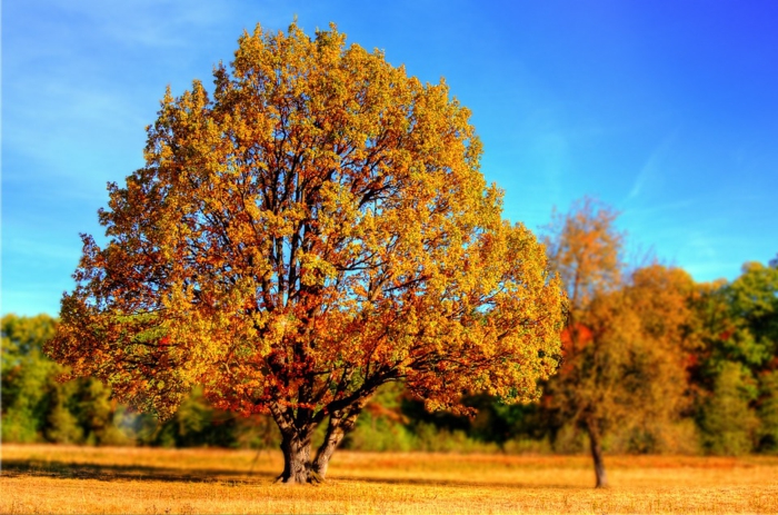 imagenes de paisajes naturales con el suelo de la hierva de otoño, arbol con copa otoñal de diferentes colores