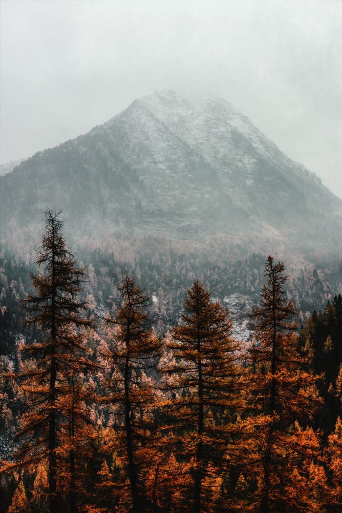 imagenes de paisajes naturales, montaña en el fondo con el pico lleno de nieve y pinos altos