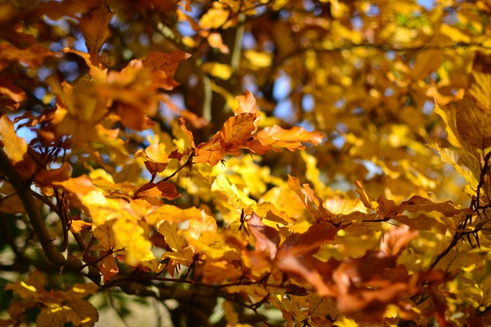 imagenes de paisajes naturales, hojas amarillas de otoño en las ramas con el fondo azul celeste