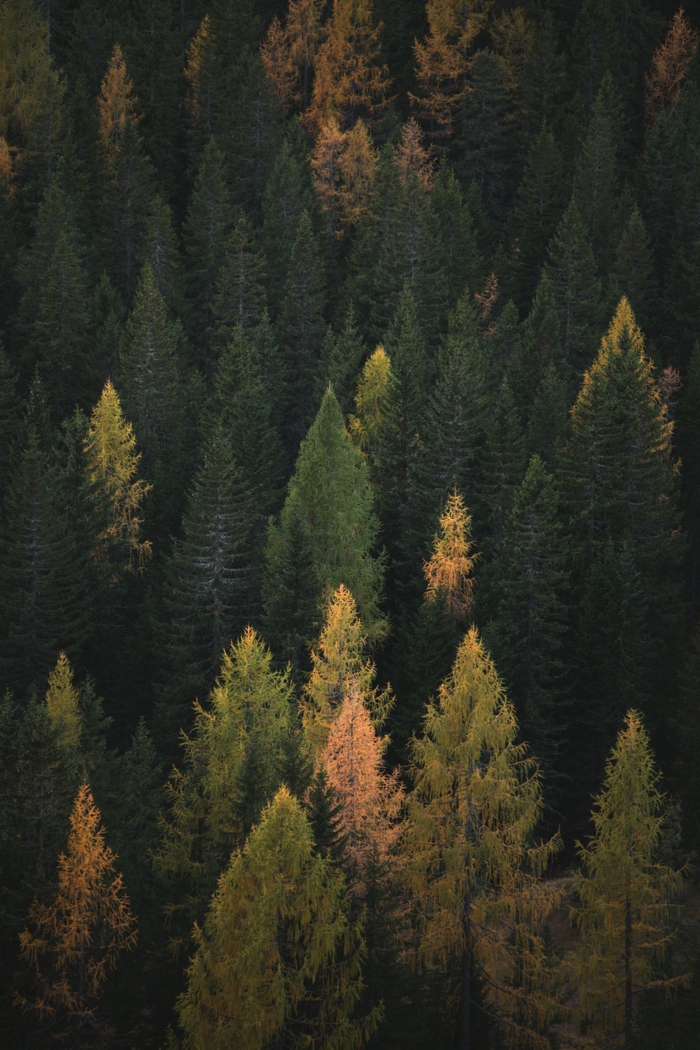 imagenes de paisajes naturales, pinos verdes en el bosque con ramas de diferentes colores