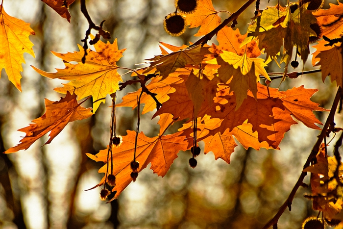 imagenes otoñales, hojas de otoño de diferentes colores con el fondo del bosque borroso