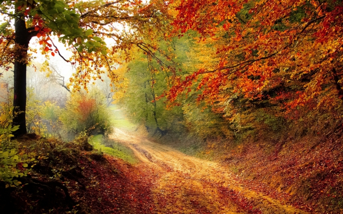 imagenes otoñales, bosque de otoño, de diferentes colores con el suelo lleno de hojas 