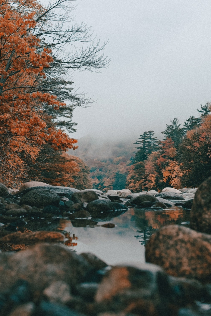 imagenes otoñales, rio con piedras redeado de bosques y pinos de diferentes colores, niebla