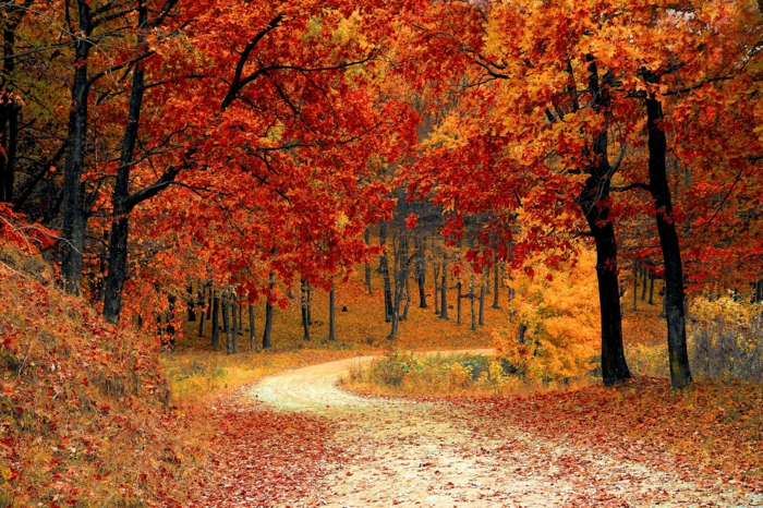 imagenes otoñales, camino en el bosque lleno de hojas de diferentes colores, arboles de otoño