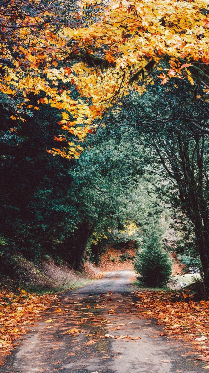 imagenes otoñales, camino lleno de hojas de otoño secas de diferentes colores con arboles amarillos