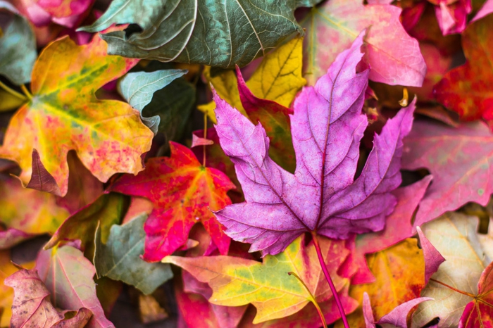 imagenes otoñales, suelo lleno de hojas de diferentes colores, hojas otoñales de color lila, amarillo
