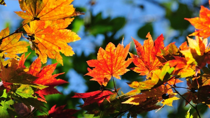 imagenes otoñales, hojas de otoño de diferentes colores con el fondo del cielo azul celeste
