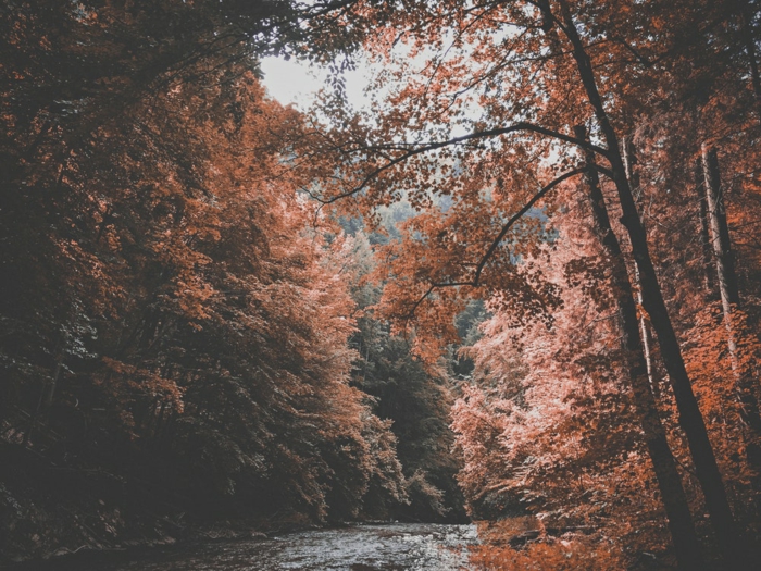 paisajes de ensueño, rio en el bosque con los arboles alrededor de colores de otoño