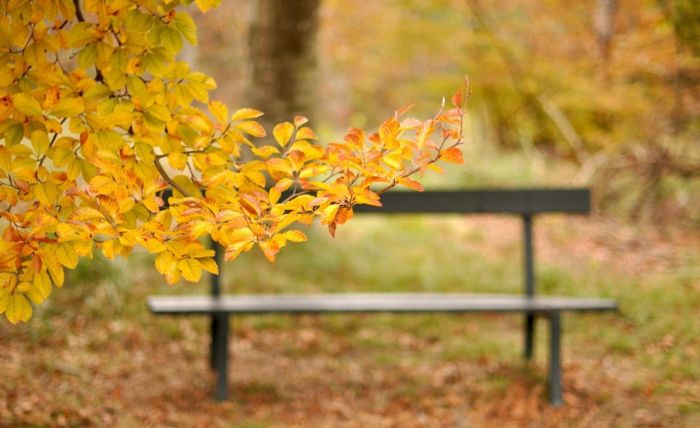 paisajes de otoño, banco en el parque de madera con hojas amarillas en las ramas de un arbol