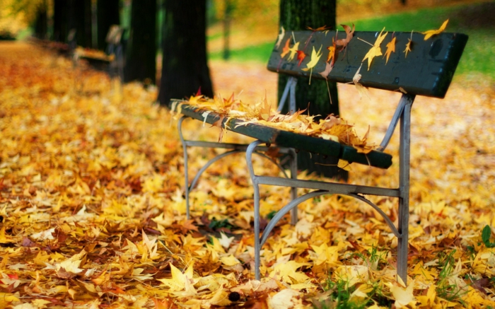 paisajes de otoño banco de madera lleno de hojas amarillas y el suelo cubierto de hojas secas