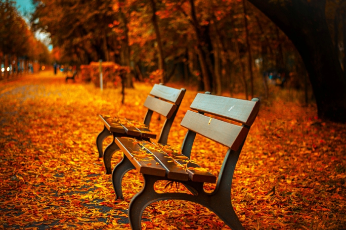 paisajes de otoño banco de madera, suelo lleno de hojas rojas, amarillas y naranjas, bosque con arboles
