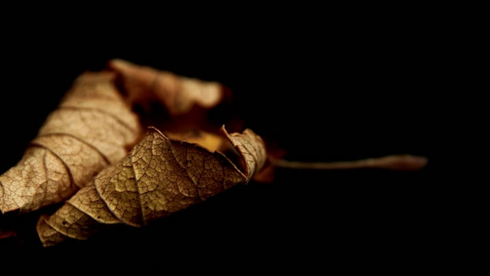 paisajes de otoño, hoja amarilla arrugada en el suelo con fondo negro, foto bonita hecha 