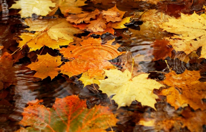 paisajes de otoño, hojas de otoño esparcidas en el agua de diferentes tamaños, bonitos