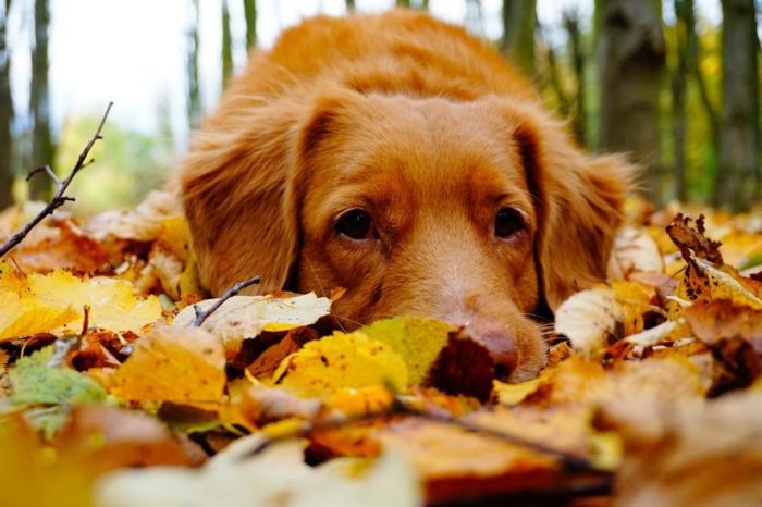 paisajes de otoño, perro en el suelo tumbado con las hojas de otoño esparcidas de diferentes colores