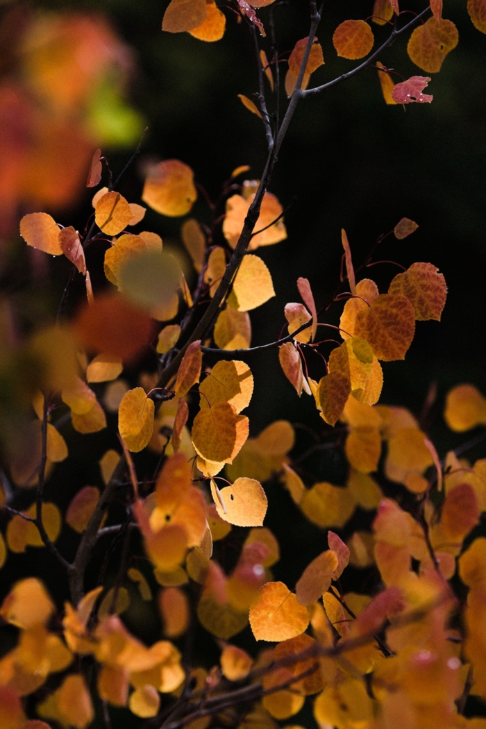 paisajes de otoño, hojas en las ramas de diferentes colores otoñales, bonitas y fondo borroso