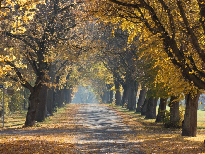paisajes hermosos, camino lleno de hojas otoñales caidas con los arboles alrededor del camino
