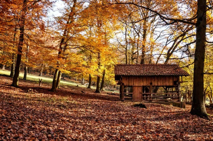 paisajes hermosos, suelo lleno de hojas secas de otoño y casa de madera con arboles rodeada
