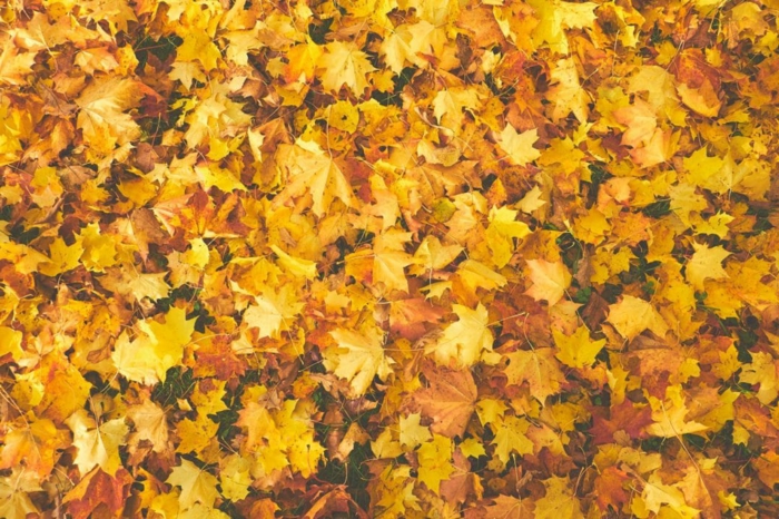 paisajes hermosos, suelolleno de hojas amarillas secas de diferentes colores esparcidas por el suelo