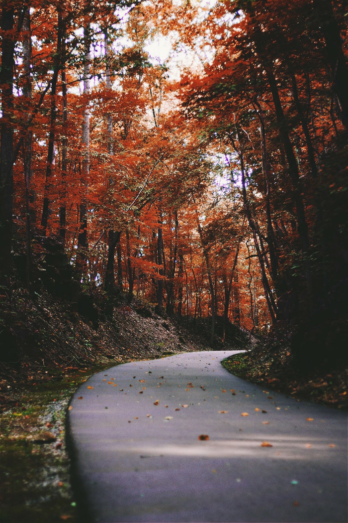 paisajes otoñales, camino de asfalto redeado con bosques con hojas otoñales de diferentes colores