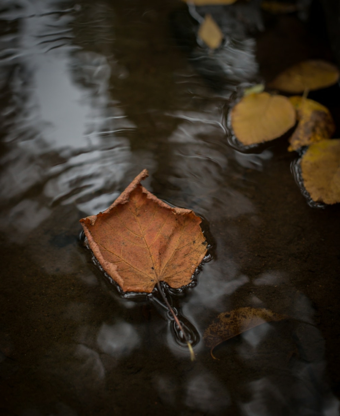 paisajes preciosos, hojas de otoño esparcidas en el agua, bonita imagen otoñal