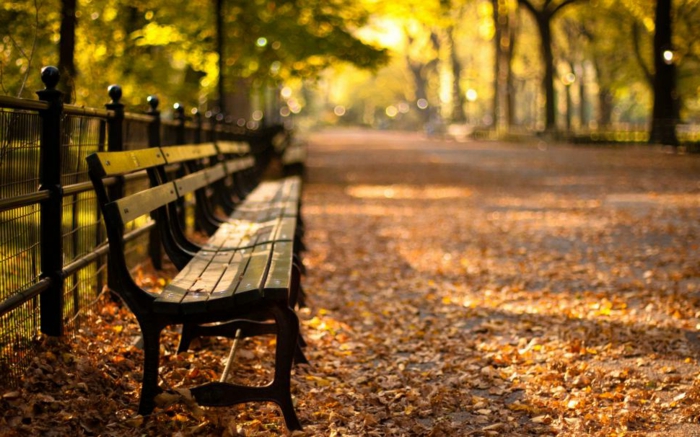 paisajes relajantes, hojas otoñales secas esparcidas por el suelo, bancos de madera por todo el parque
