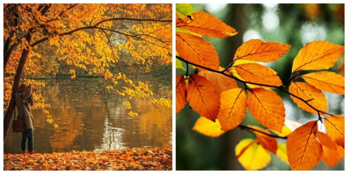 paisajes relajantes, collage de dos fotos otoñales con una chica haciendo una foto y hojas amarillas