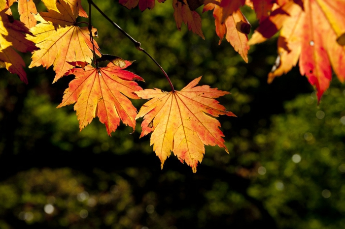 paisajes relajantes, hojas de otoño en una rama con el fondo de color verde detras borroso